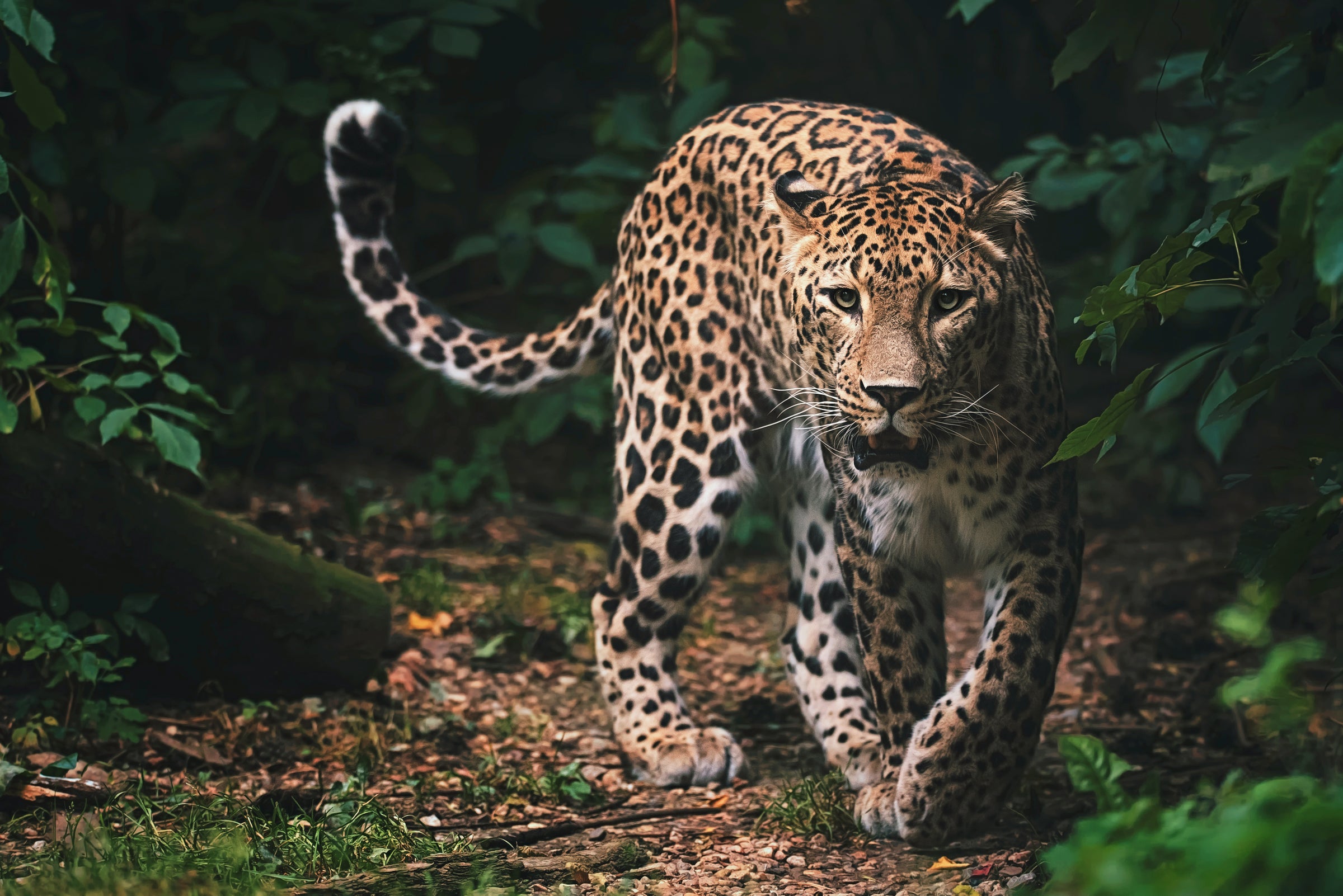A leopard with a golden-tan coat and black rosettes walks along a forest path surrounded by green foliage.